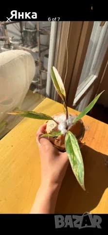 Philodendron Caramel Marble Variegata, снимка 5 - Стайни растения - 55322947