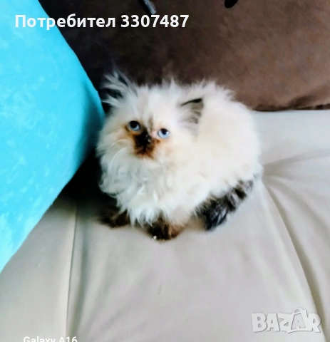 Коте Регдол, снимка 3 - Други - 54607291