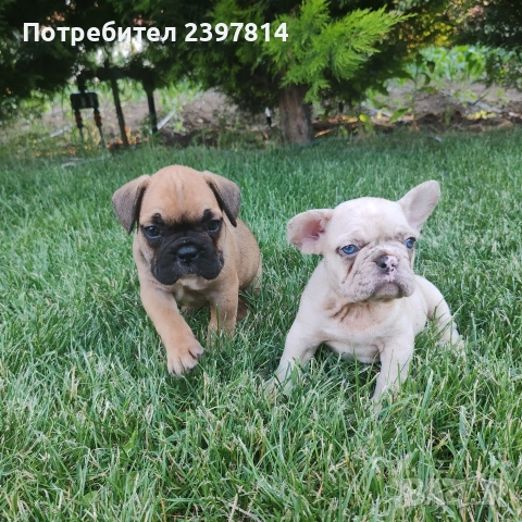 Френски булдог , снимка 8 - Френски булдог - 55008762
