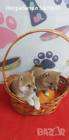 Шиба Ину Shiba inu , снимка 3 - Шиба ину - 55160857