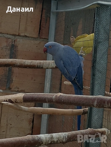 Малък Александър , снимка 3 - Папагали - 54121231