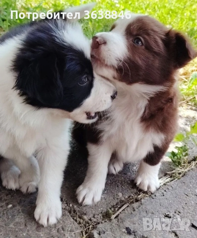 Бордър коли