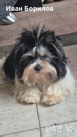 Biewer terrier , снимка 7 - Йоркширски териер - 55030765