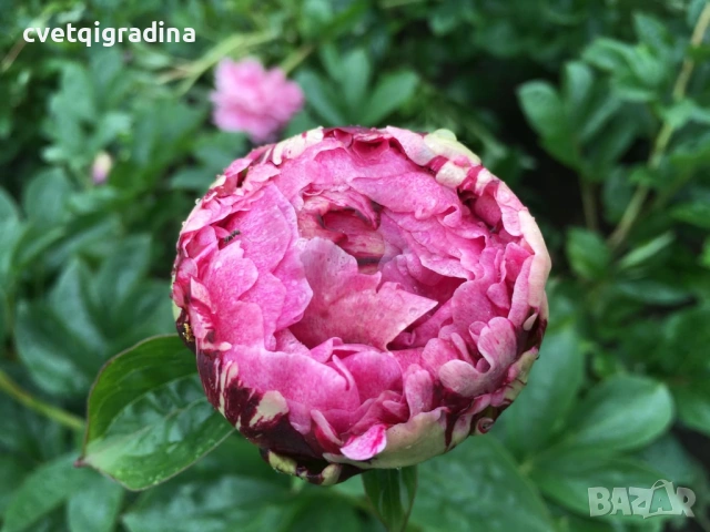Paeonia ‘The Fawn’ / Божур „Еленчето“, снимка 4 - Градински цветя и растения - 54650933
