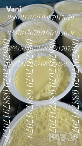 Джарсе-Жарсе- юници -датски Чостокръвни , снимка 7 - Крави - 54025814