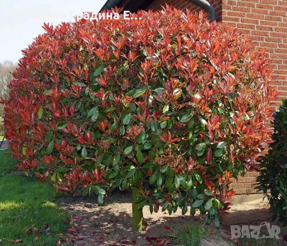 Фотиния - Щамба, снимка 4 - Градински цветя и растения - 54020499