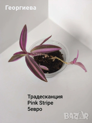 традесканция, мурдания