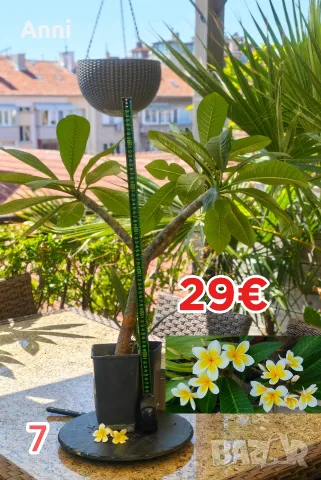 🌸 Плумерия (Frangipani) – Изберете си растение 🌸, снимка 7 - Градински цветя и растения - 55526267