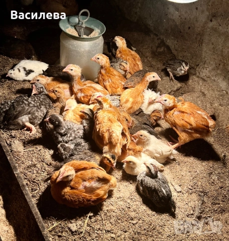 Пилета и пъдпъдъци на различна възраст, снимка 5 - Кокошки и пуйки - 54003824