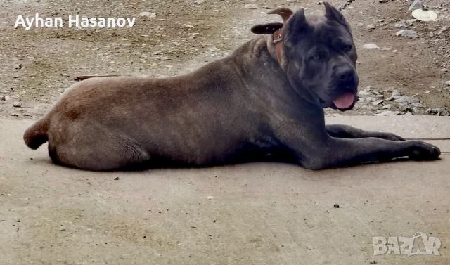 Търсим женско Кане Корсо за Разплод , снимка 5 - Търси партньор - 53950784