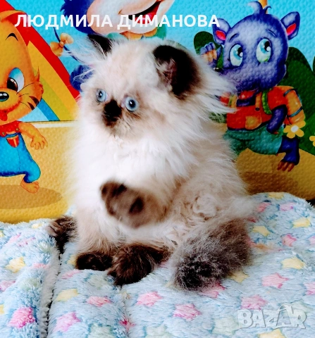 Хималайско момиче , снимка 2 - Персийска - 55159626