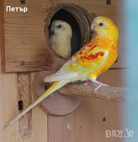 Пойни папагали 2 чифта. 