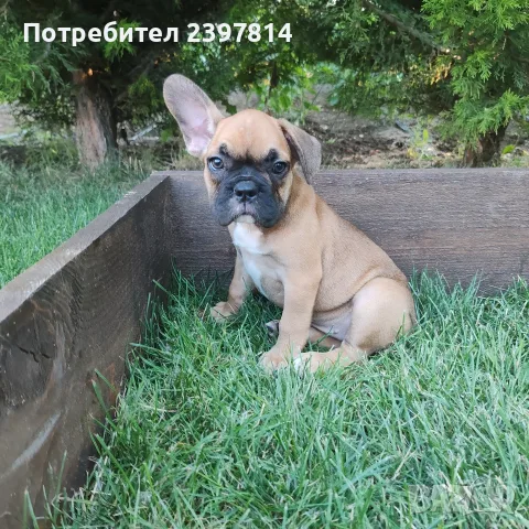 Френски булдог - Женско