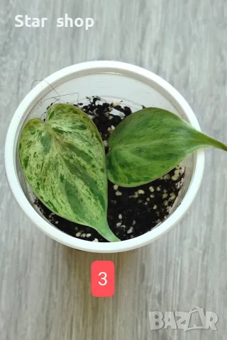 Филодендрон- Philodendron Hederaceum Variegata, снимка 3 - Стайни растения - 55295623