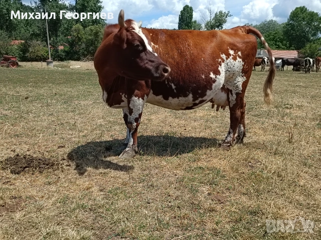 Продавам 2 бременни крави , снимка 6 - Крави - 54825386