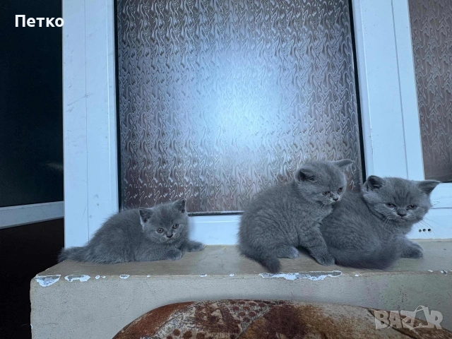 Продавам британски късокосмести котки., снимка 3 - Британска късокосместа - 55148700
