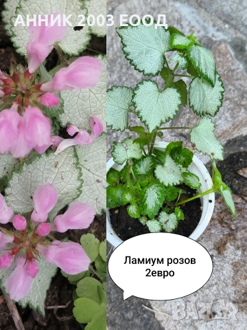 Градински цветя , снимка 7 - Градински цветя и растения - 55055236