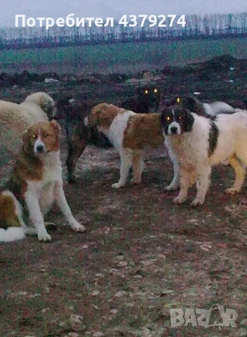 линия Гуджо-върлан и зорка, снимка 4 - Каракачанска овчарка - 54283836