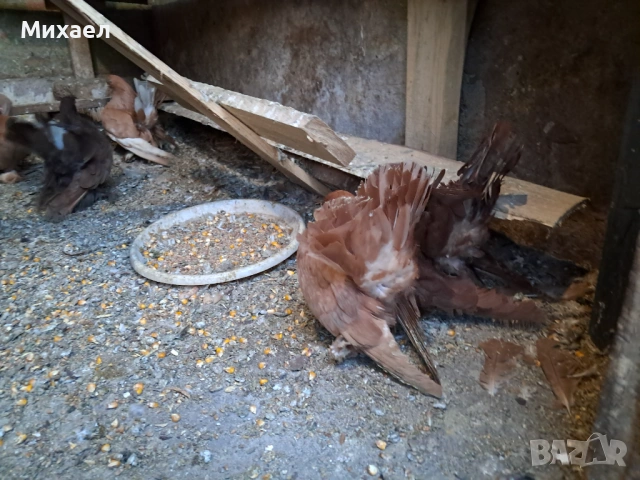 Ростовски (руски) гълъби, снимка 8 - Гълъби - 54127858