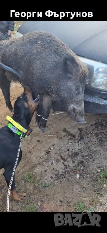 Гонче, снимка 9 - Други - 54225831