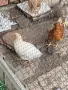 Пилета от домашни кокошки, снимка 5
