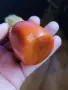 каталин. кехлибар. четка за бръснене, снимка 14