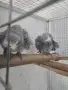 Двойка кралско жако , снимка 5