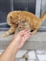 мъжко котенце на 2месеца , снимка 4