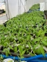 Разсад домати краставици пипер, снимка 2