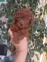 той пудел момче и момиче, снимка 4