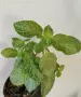 Еписция episcia cupreata , снимка 2