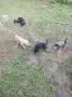 Подарявам малки кученца, снимка 1