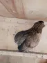 Декоративни кокошки различни породи, снимка 2