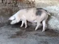 Продавам спрасна свиня , снимка 4