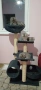 Персийски котета, снимка 3