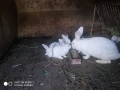 Зайчета цика, снимка 2