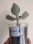 Каланхое, kalanchoe beharensis Fang, снимка 3