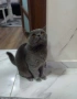 Британски котета, снимка 5