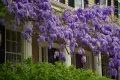 💜🌿💜 Глициния / Вистерия (Wisteria), снимка 3