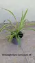 Хлорофитум Chlorophytum comosum , снимка 1