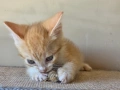 Малки котенца търсят дом, снимка 1