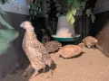Пъдпъдъчи яйца за консумация или инкубация, снимка 11