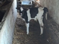 Продавам телета, снимка 2