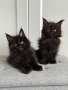 Мейн кун котенца / Мейн куун котенца / Maine coon kittens, снимка 1