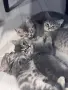 Британски късокосмести котенца, снимка 3