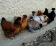 Кокошки, снимка 3