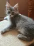Чистокръвно женско котенце от породата Мейн Куун, снимка 4
