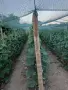Продавам корнишони , снимка 2