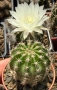 Кактус Echinopsis Hybrid цвят кремаво бяло цъфтящи растения, снимка 6