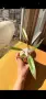 Philodendron Caramel Marble Variegata, снимка 5